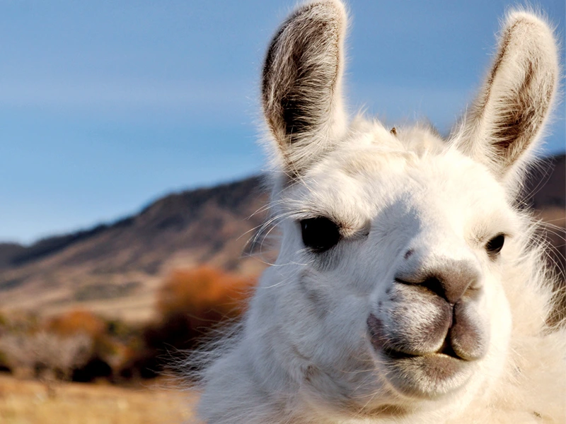 Alpaca in Chile