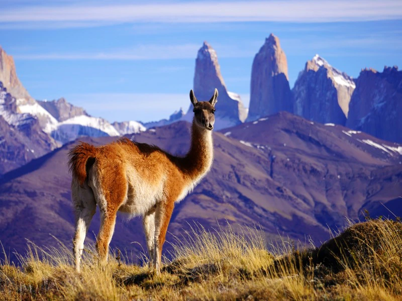 Guanaco vor den Anden im Torres del Paine Nationalpark in Chile