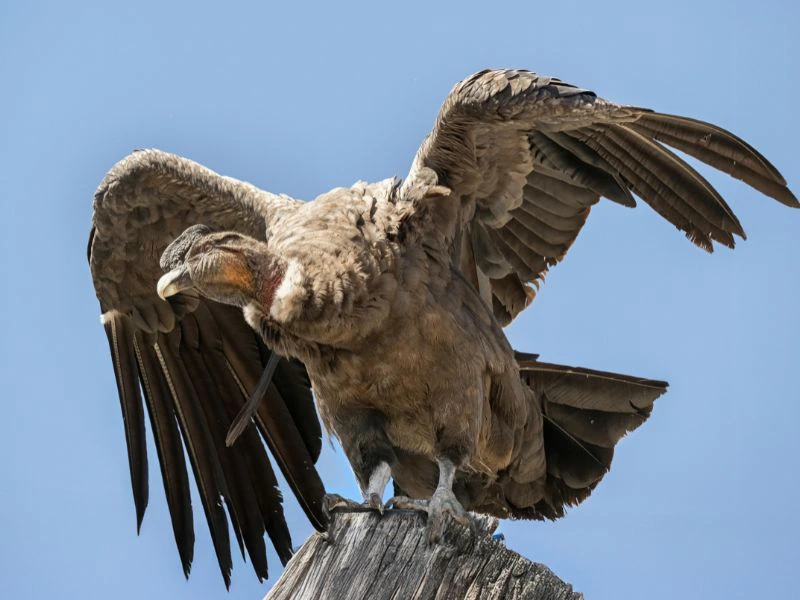 Andenkondor in Chile