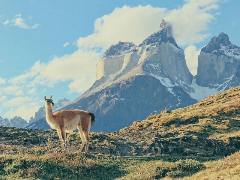 Guanako in der chilenischen Berglandschaft