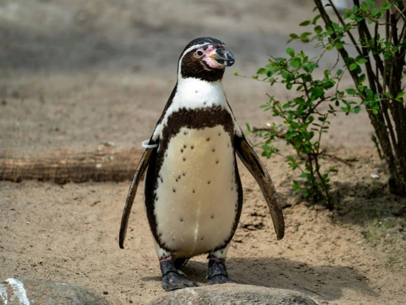 Humboldt Pinguin in Chile