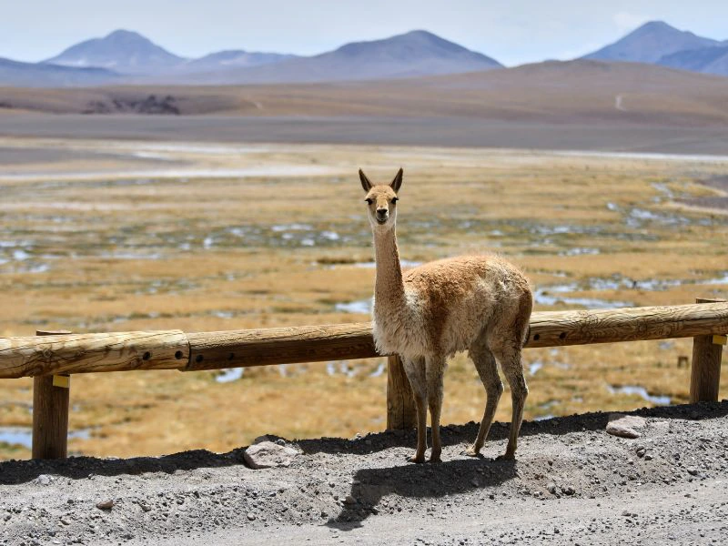 Vikunja am Straßenrand in Chile
