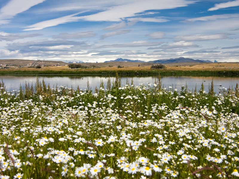 Laguna Nimez mit Blumen im Vordergrund