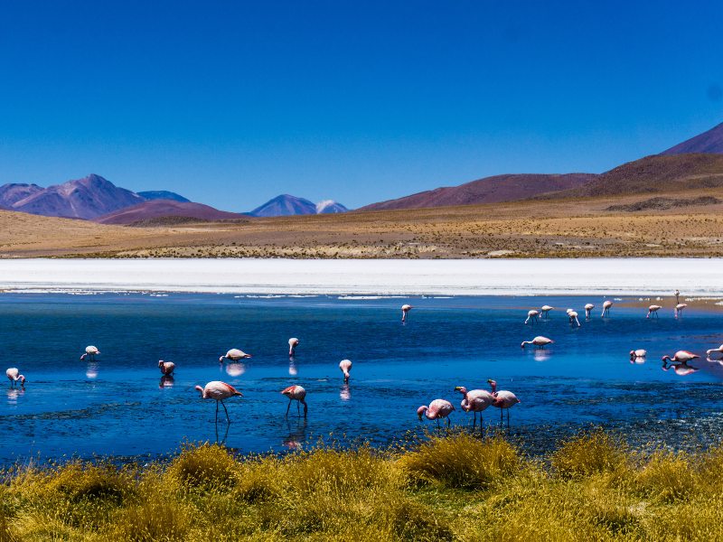 Lagune mit Flamingos in Bolivien