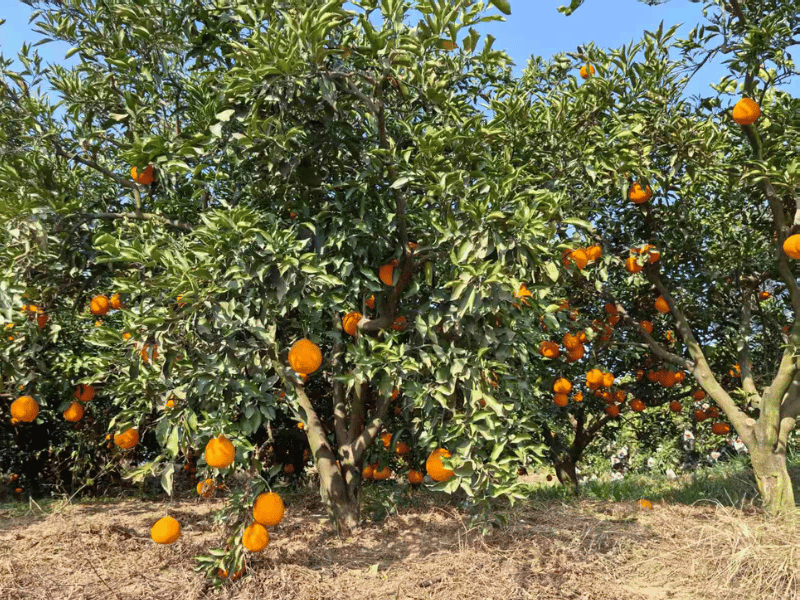 Obstplantage nahe Chengdu