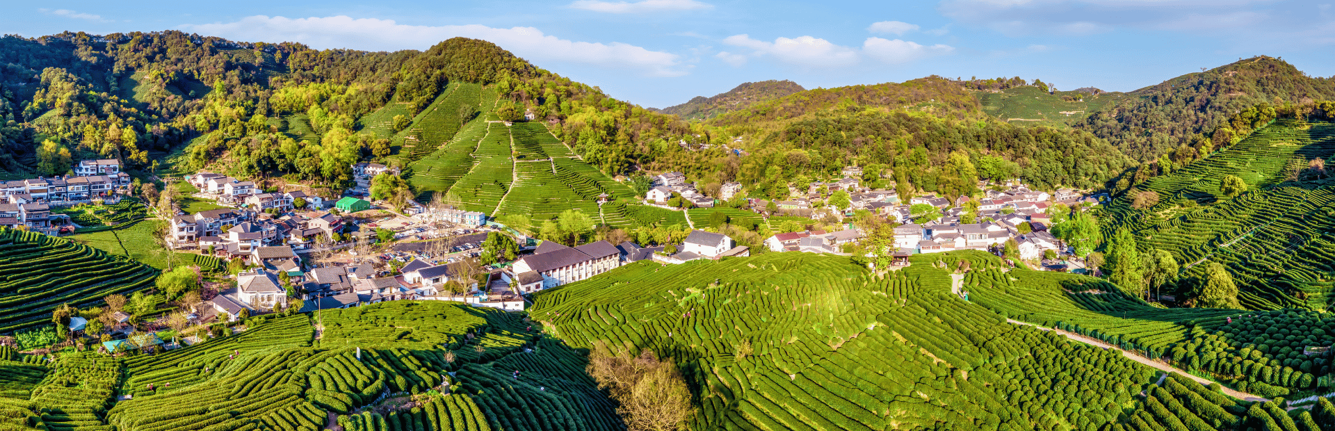 Longjing Teeplantage bei Hangzhou in China