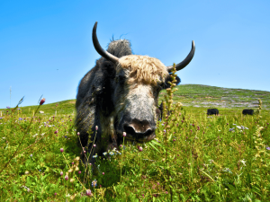 Yak in der Grasebene nahe Langmusi, China