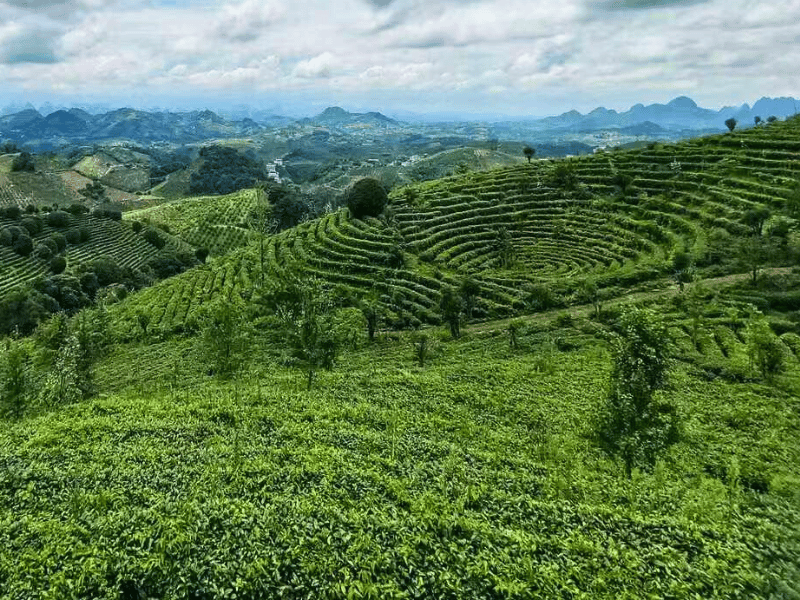 Teefelder im Süden von China