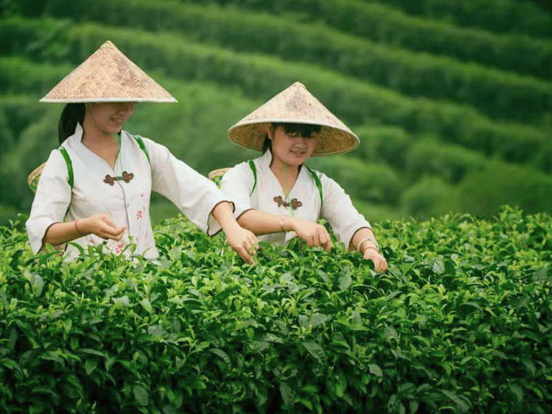 Frauen im Teefeld, China