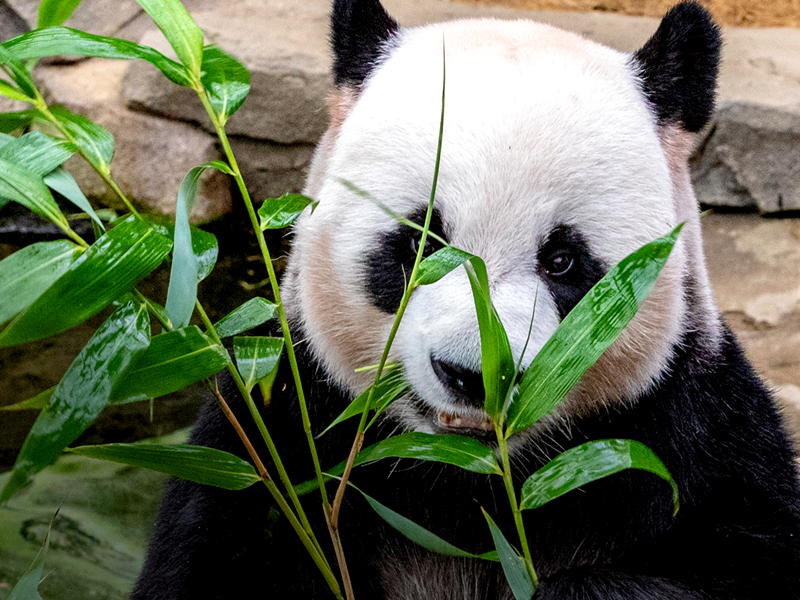 TOPPERFUN Vintage Emaille Wasserkocher 1,5L - Retro Design Für Herd & Küche