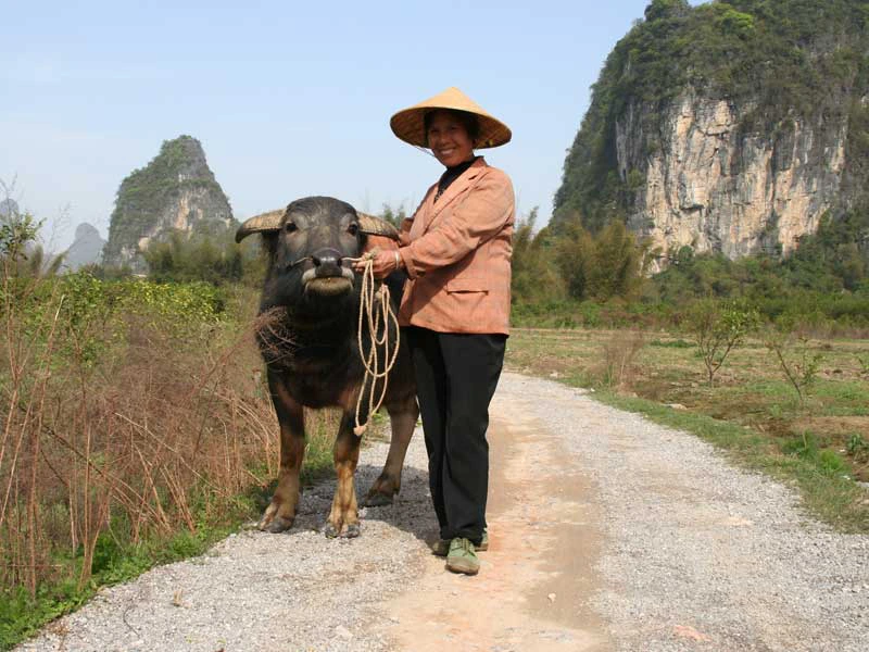 Chinesische Bäuerin mit einem Wasserbüffel auf einer Straße zwischen den Feldern in China