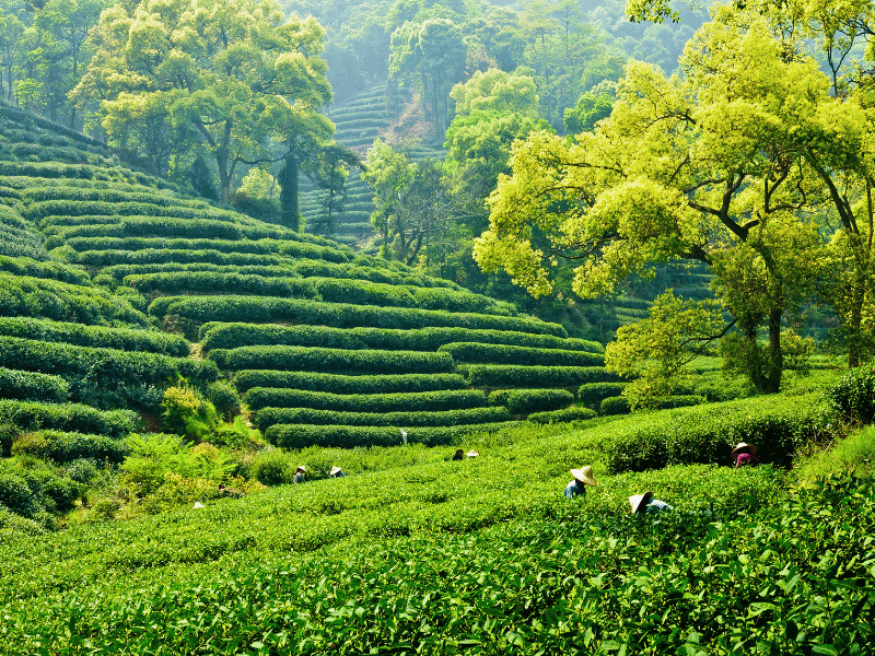 Arbeiter auf den Longjing Teeplantagen in Hangzhou in China