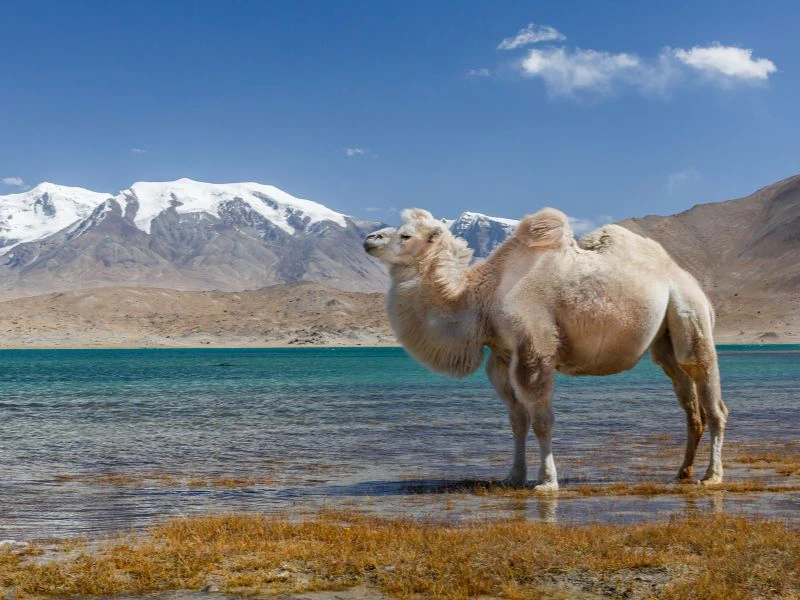 Weißes Kamel am Karakorum Highway