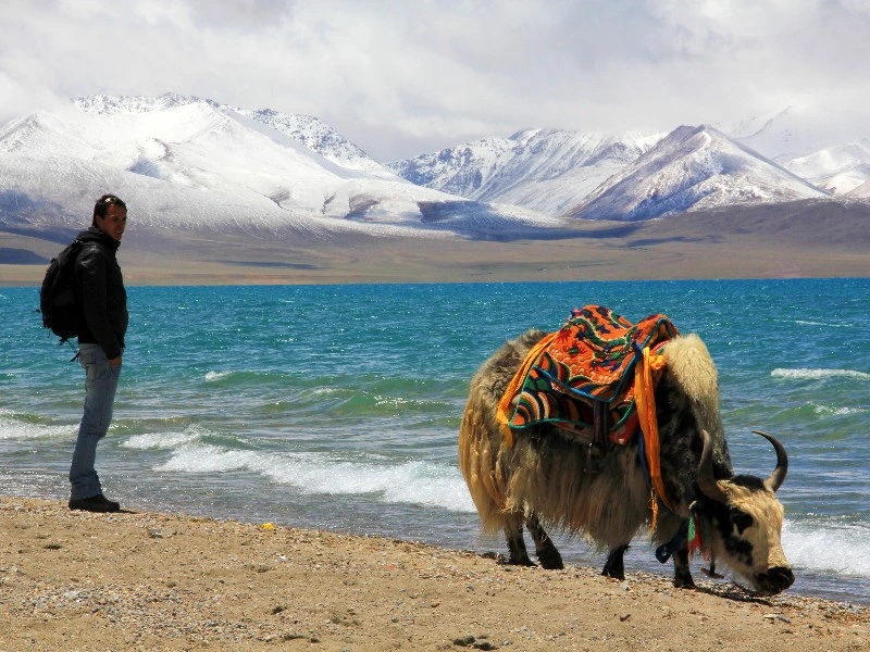Mann steht an einem See in Tibet neben einem Yak