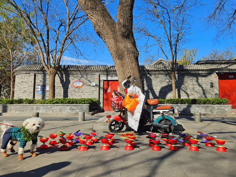 Hund in den Hutongs von Peking