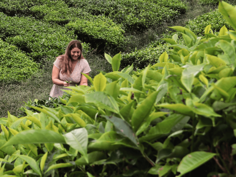 Reisende im Teefeld, China