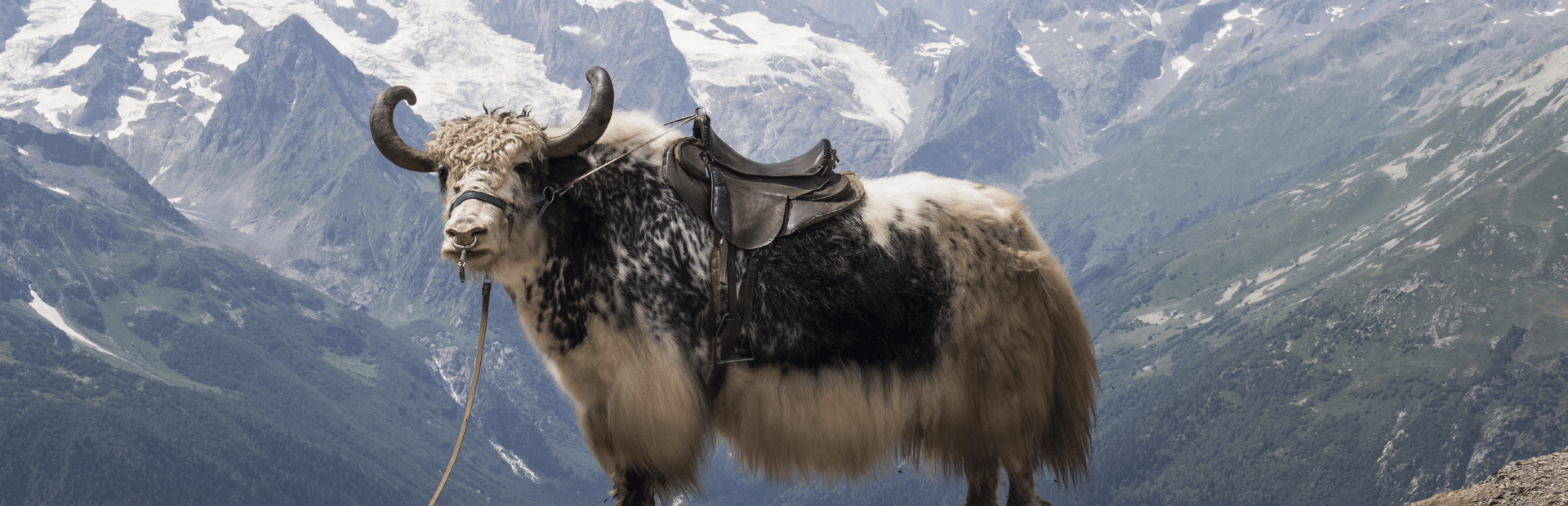 Yak vor schneebedeckten Bergen in Tibet