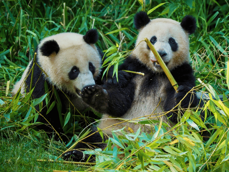 Pandabären in Chengdu, China