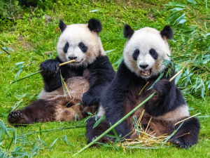 Pandabären in Chengdu, China