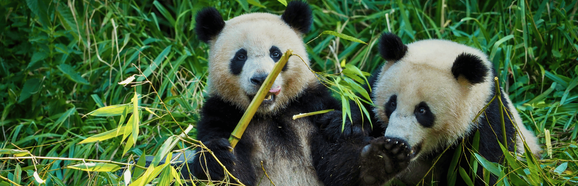 Pandabären in Chengdu, China