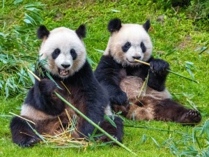 Panda’s in Chengdu, China