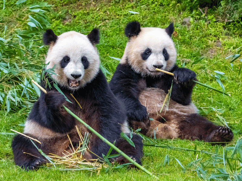 Pandabären in Chengdu, China