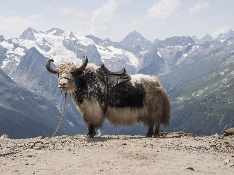 Yak vor schneebedeckten Bergen in Tibet