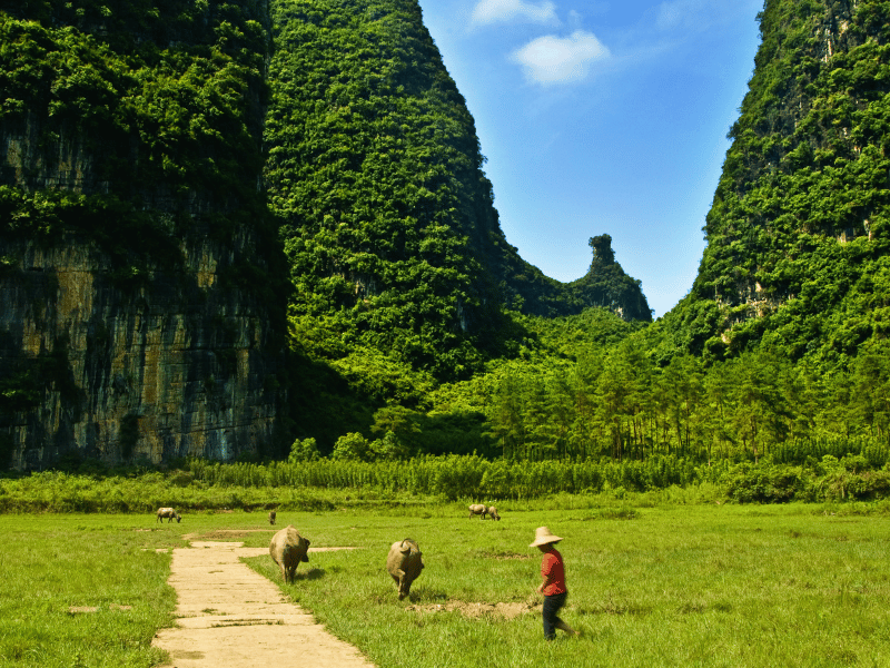 Felder zwischen den Karstbergen rund um Yangshuo