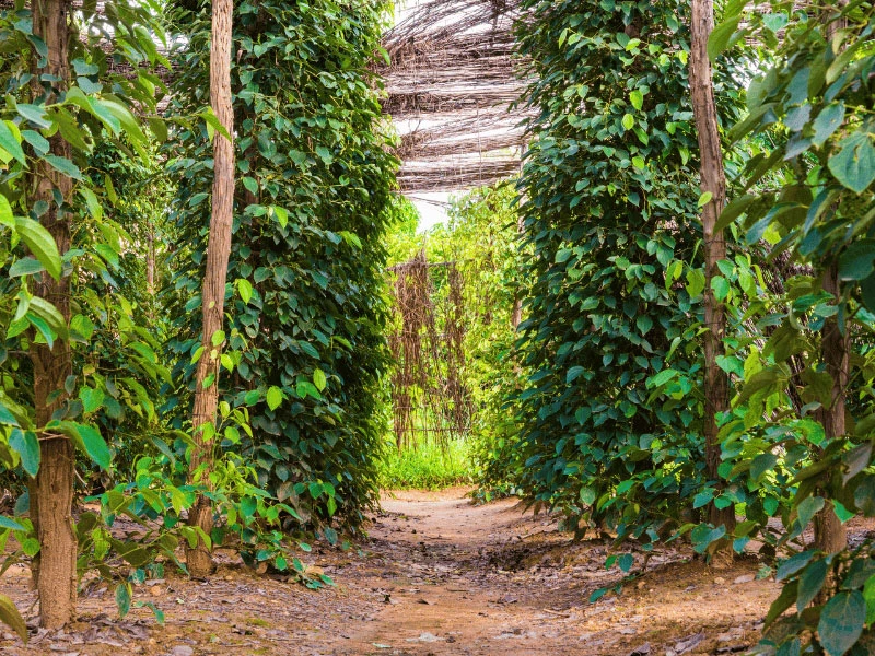 Pfefferplantage in Kampot im Süden von Kambodscha