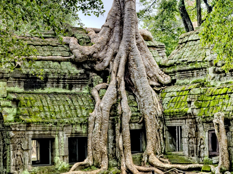 Durch alte Tempelruine wachsender Baum in Kambodscha