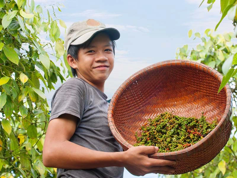 Einheimischer in Pfefferplantage in Kampot Kambodscha