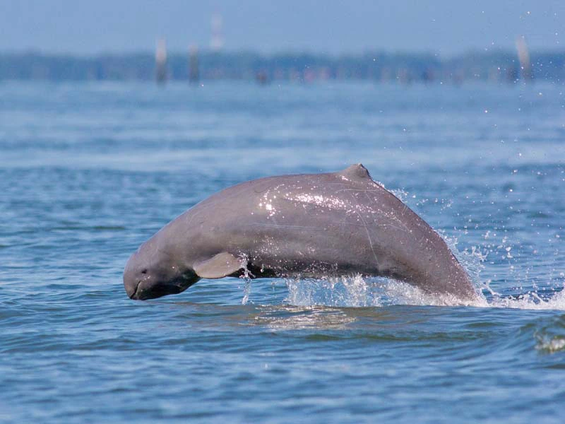 Irrawaddy Delphin im Mekong bei Kratie Kambodscha