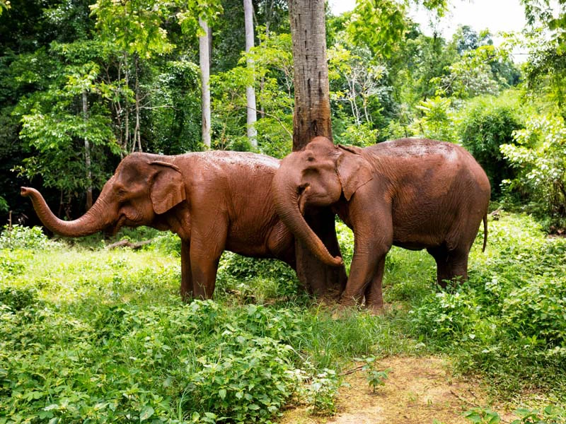 Besuch im Elephant Valley Project bei Mondulkiri in Kambodscha