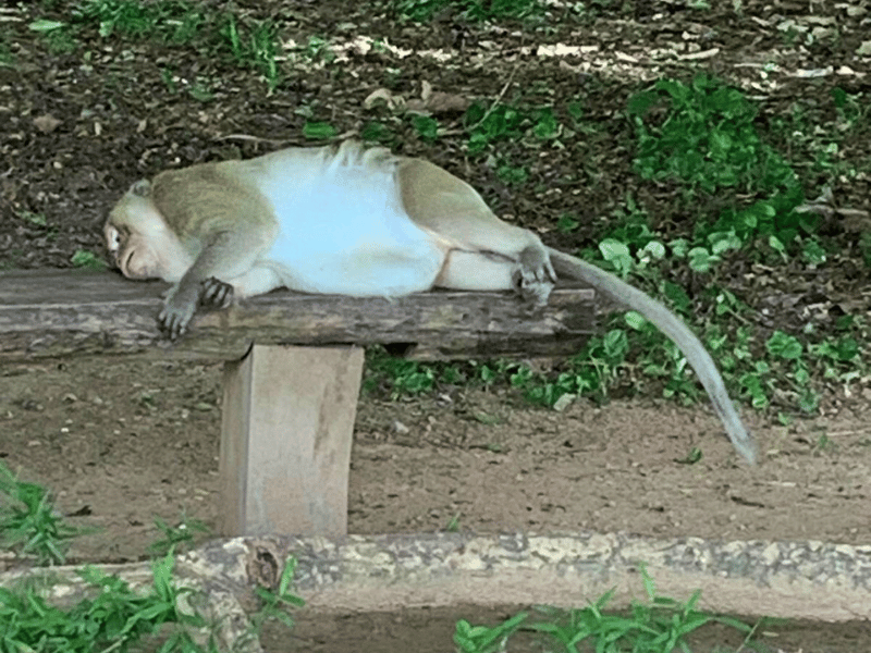 Affe beim Angkor Wat