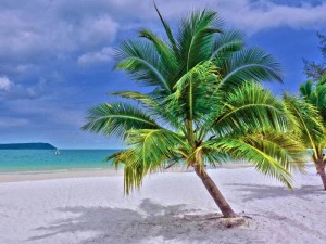 Palme am weißen Strand von Koh Rong Samloem in Kambodscha