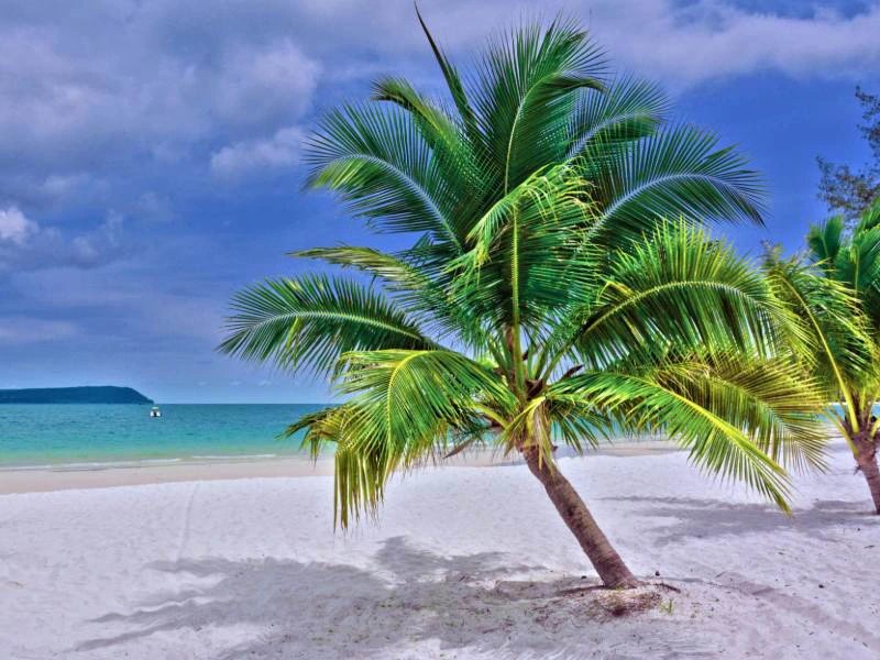 Palme am weißen Strand von Koh Rong Samloem in Kambodscha