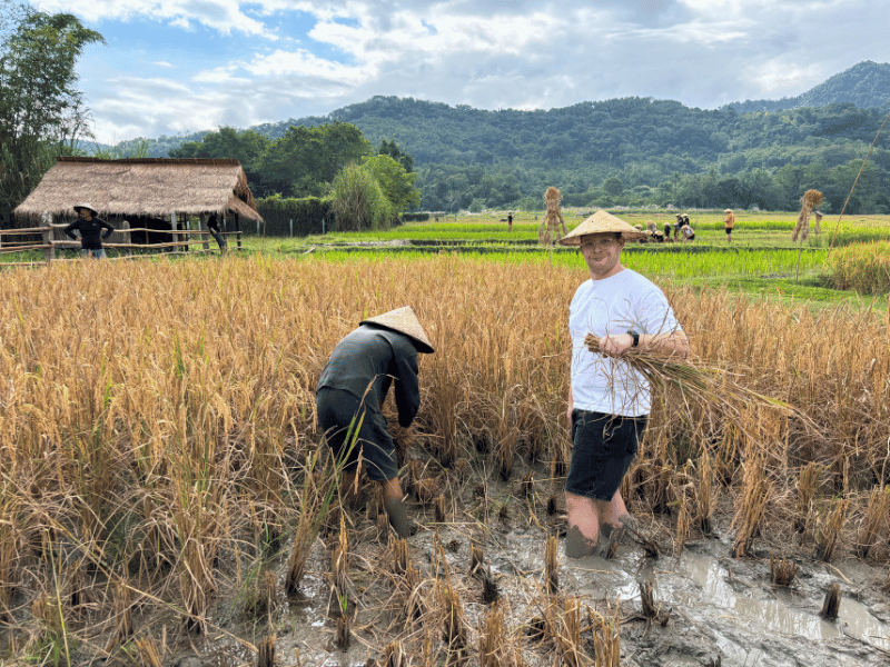Tourist beim Reis ernten in Laos