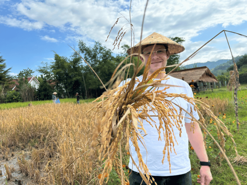 Tourist beim Reis ernten in Laos