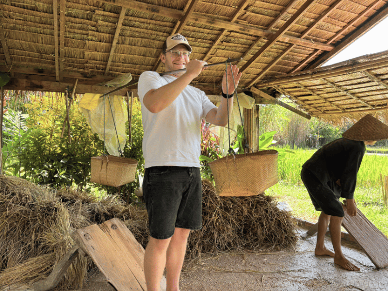 Tourist beim Reis ernten in Laos