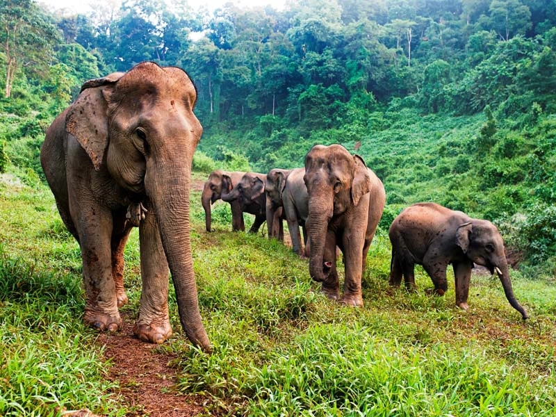 Elefantengruppe in Laos