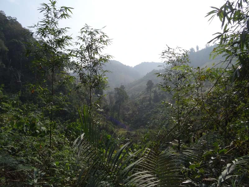 Landschaft im Nam Ha Nationalpark in Laos