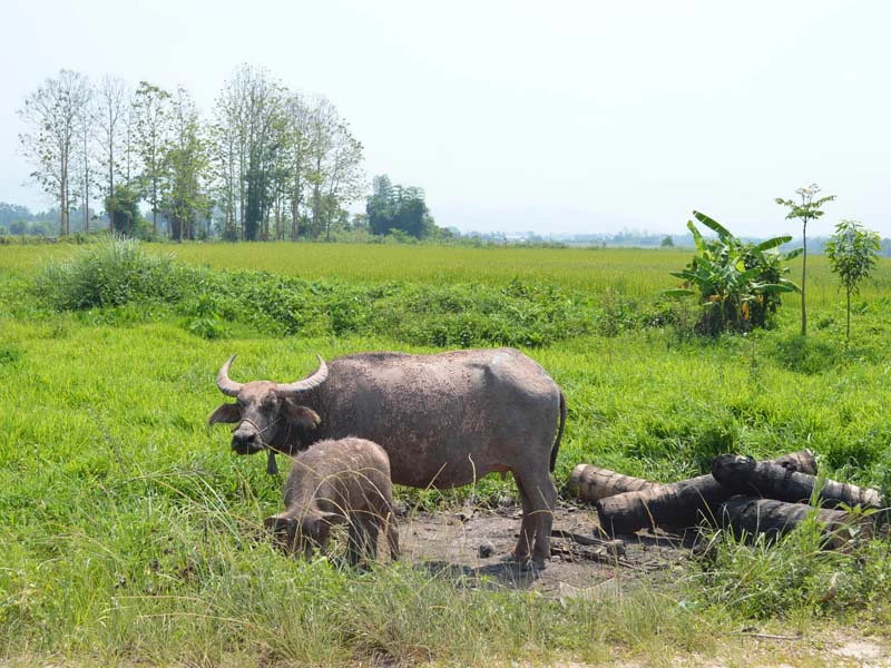 Büffel auf einem Reisfeld in Laos