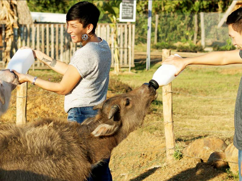 Frau füttert ein Kalb mit der Flasche auf der Buffalo Dairy Farm in Laos