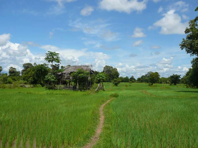 Strahlend grüne Reisfelder und blauer Himmel in Laos