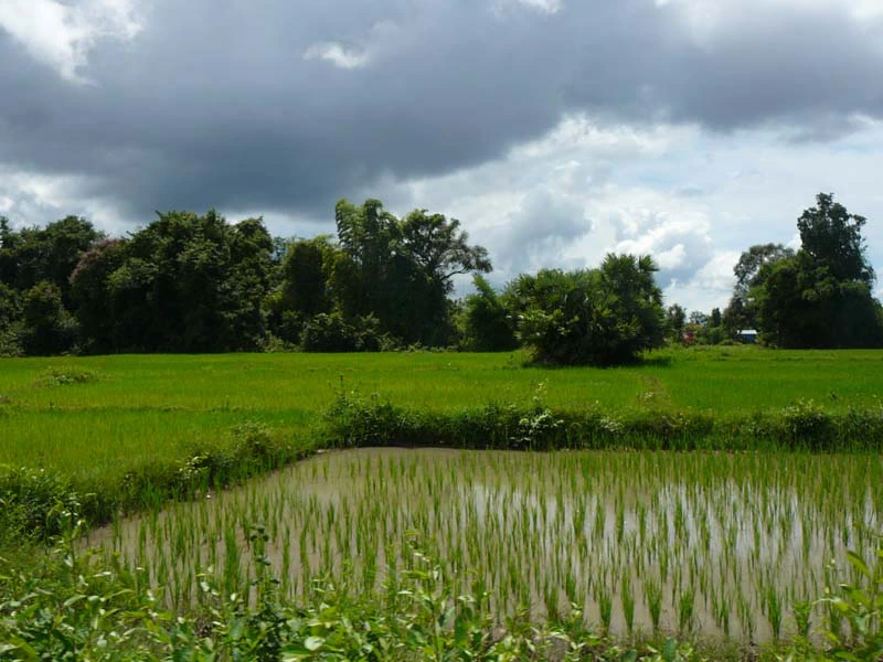 Grünes Reisfeld steht mit Wasser in Laos