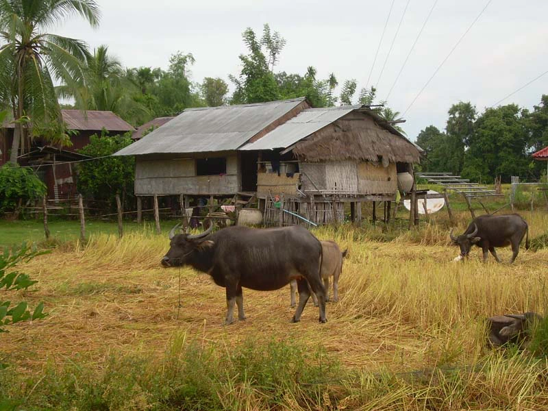 Büffel auf einem Reisfeld auf der Mekong Insel Don Khone in Laos