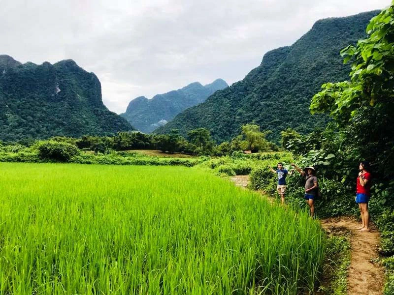 Grüne Reisefelder in der Umgebung von Vang Vieng Laos