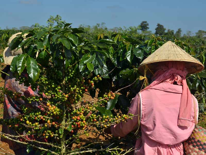 Kaffeeplantage und Kaffeepflücker auf dem Bolaven Plateau Laos