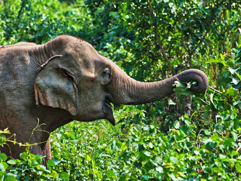 Fressender Elefant im Elephant Conservation Center in Laos