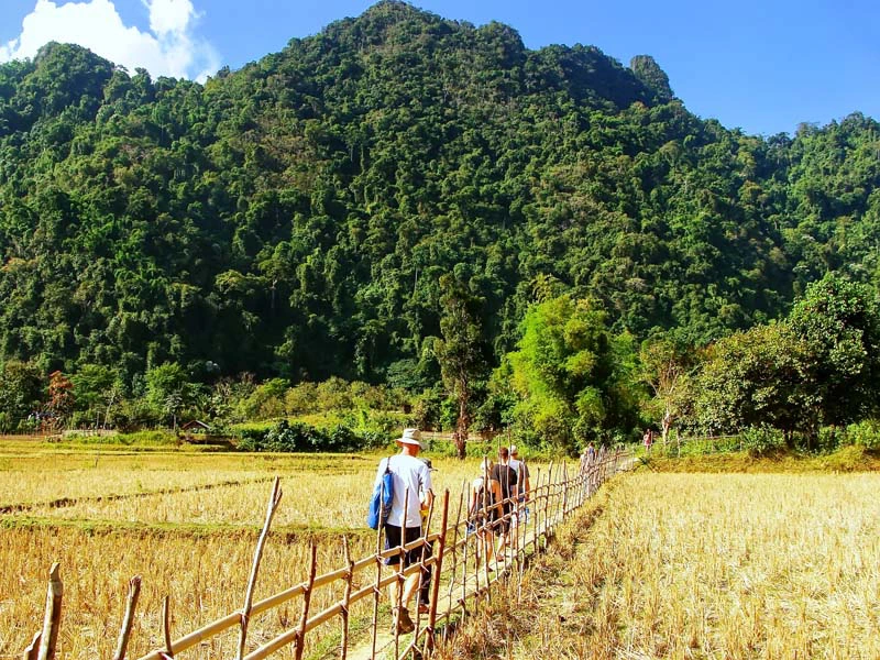 Trekking durch die Reisfelder bei Vang Vieng in Laos